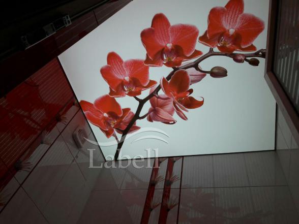 خرید انواع سقف کشسان توالت